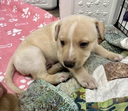 Enlarge River, an adopted mixed breed in Annapolis, MD image 2/2
