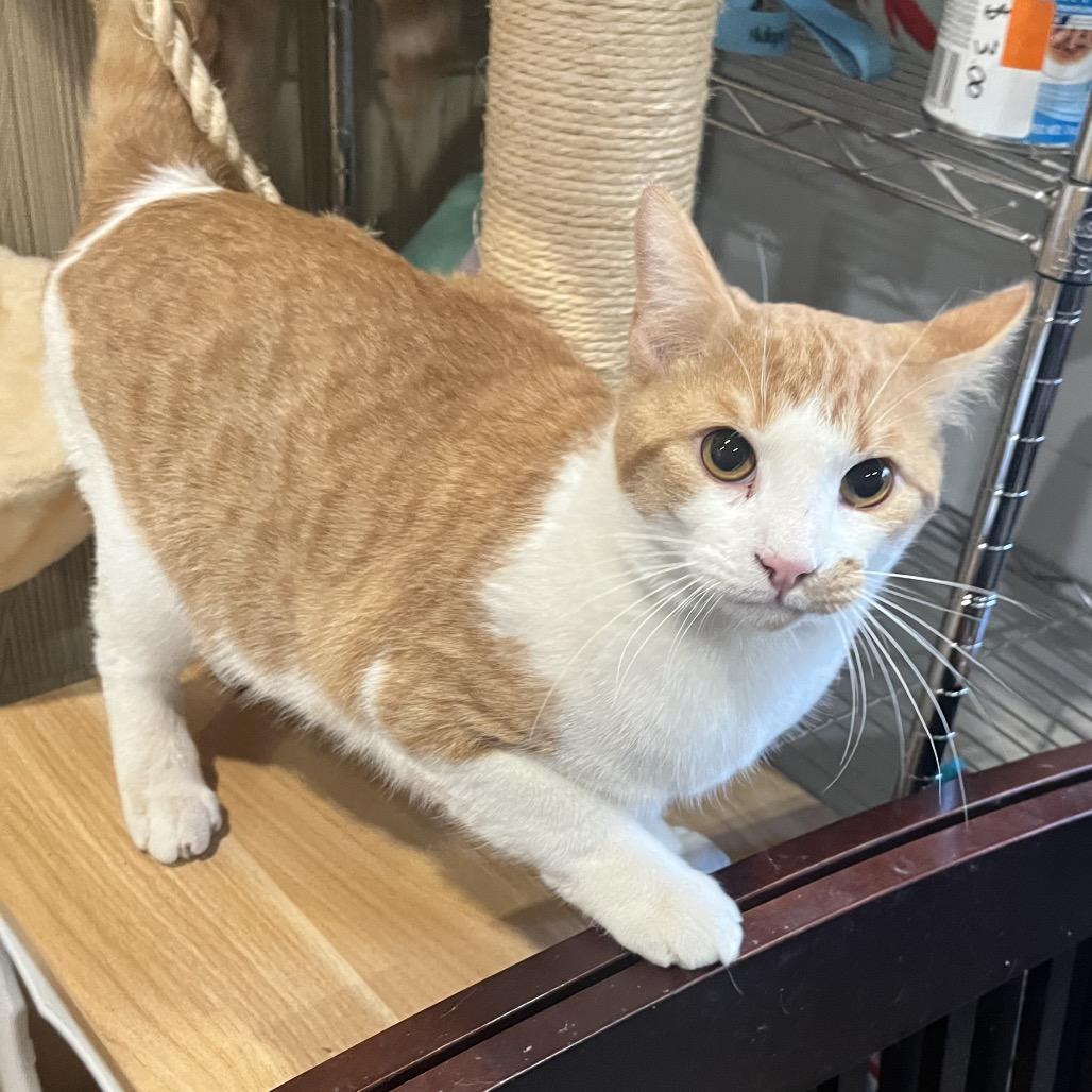 Scout, Adoptable, Young Male Domestic Short Hair.