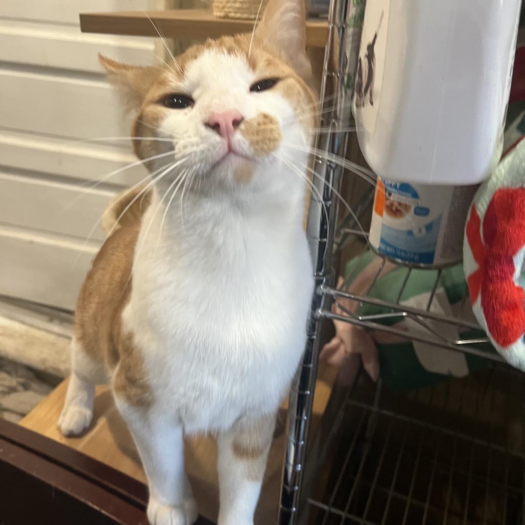 Enlarge Scout, a Adoptable Domestic Short Hair in Pasadena , MD image 2/2