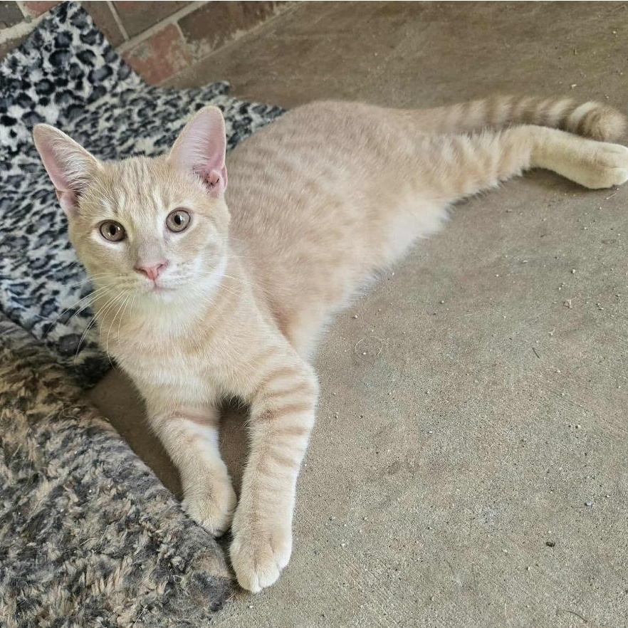 Hany, adoptable, Kitten Male Domestic Short Hair.