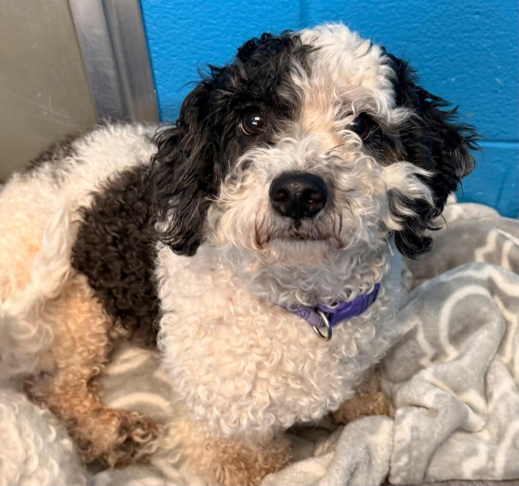 Tot, Adoptable, Adult Male Bichon Frise & Poodle.