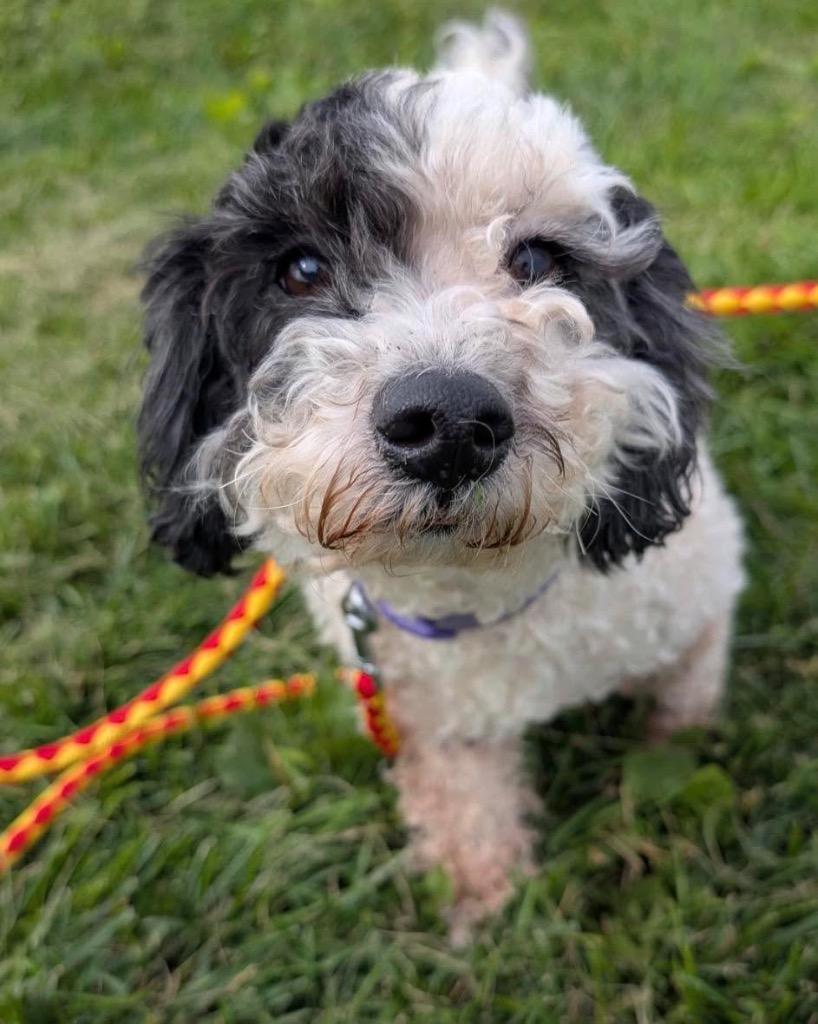 Enlarge Tot, a Adoptable mixed breed in Defiance, OH image 3/3