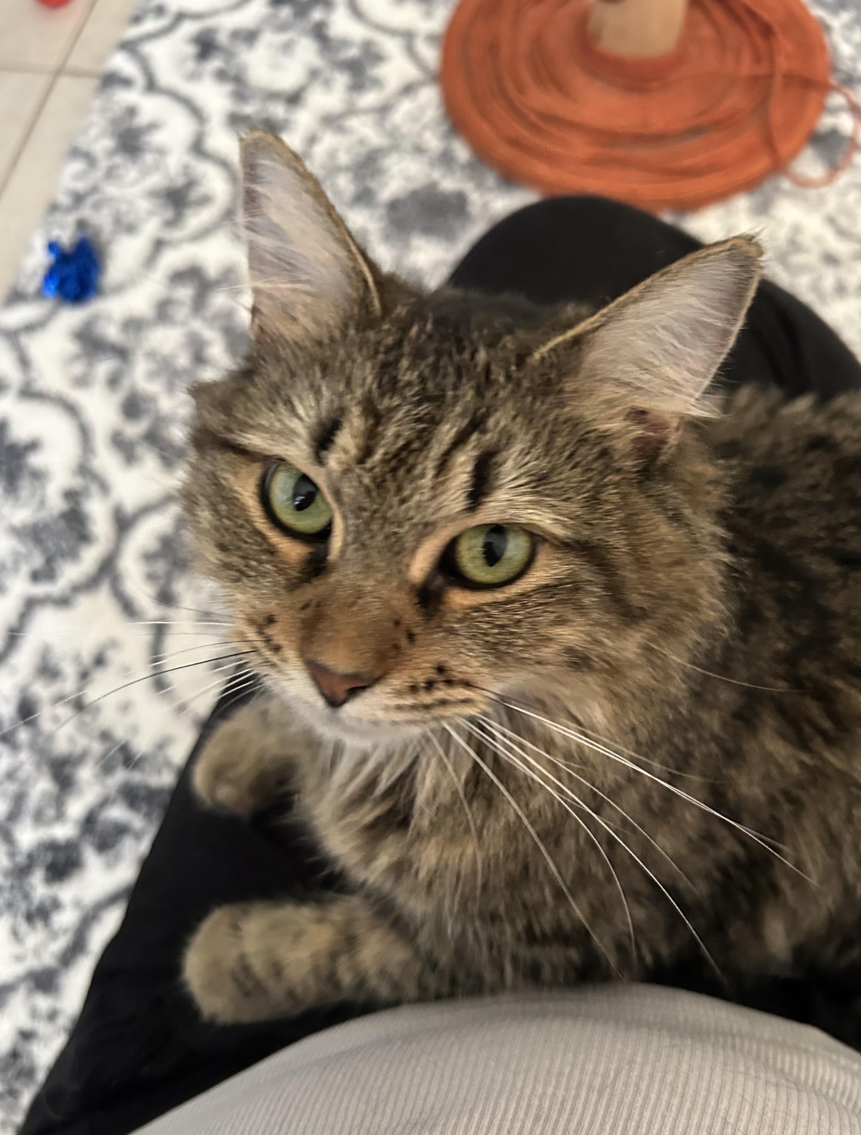 Hera the Fluffy Tail