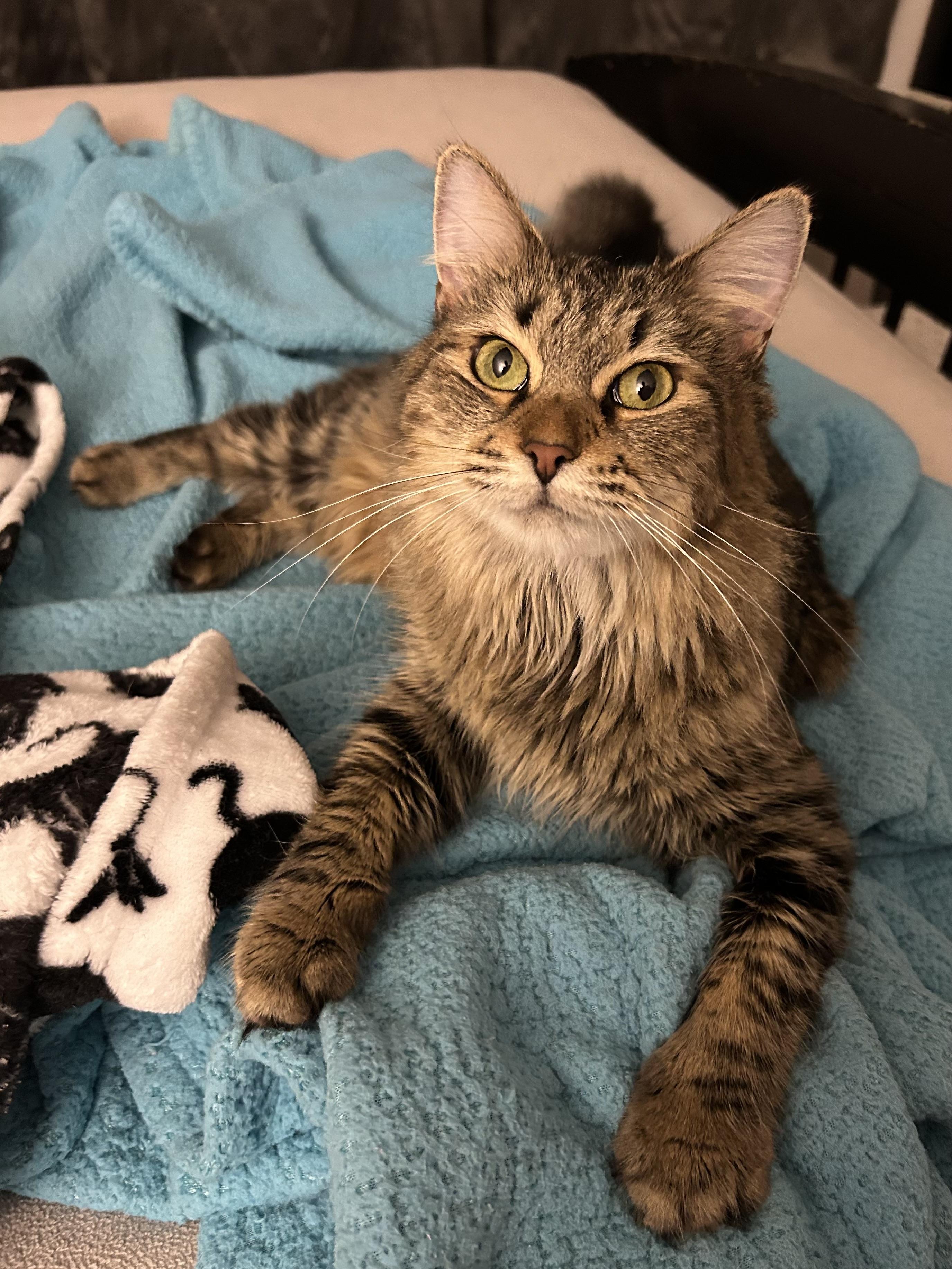 Hera the Fluffy Tail