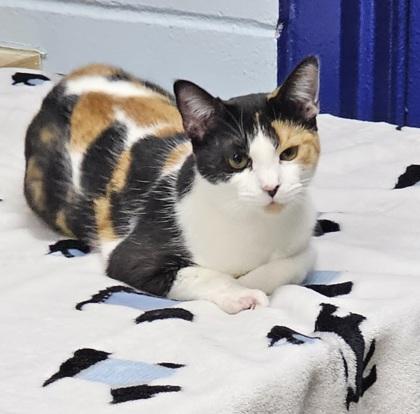 Enlarge Mistletoe, a Adoptable mixed breed in Cumming, GA image 1/2