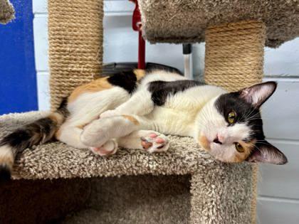 Enlarge Mistletoe, a Adoptable mixed breed in Cumming, GA image 2/2