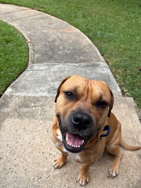 FtA Sid, Adoptable, Adult Male Pit Bull Terrier.