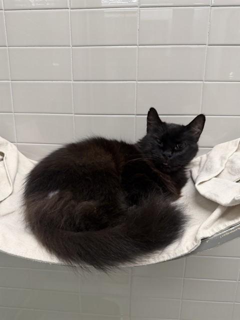 Enlarge TWIX, a Adoptable mixed breed in Omaha, NE image 1/1