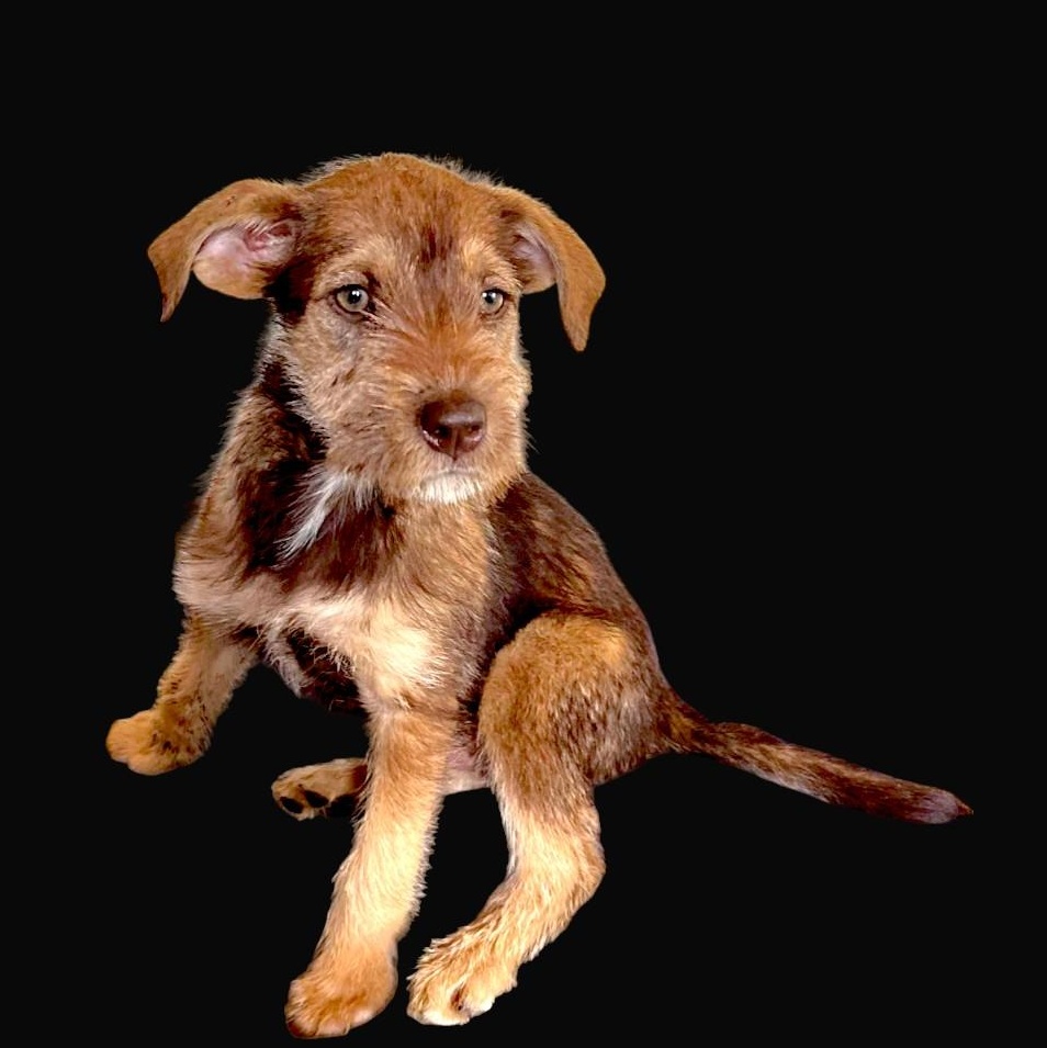 Tucker, adopted, Puppy Male Schnauzer & Terrier.