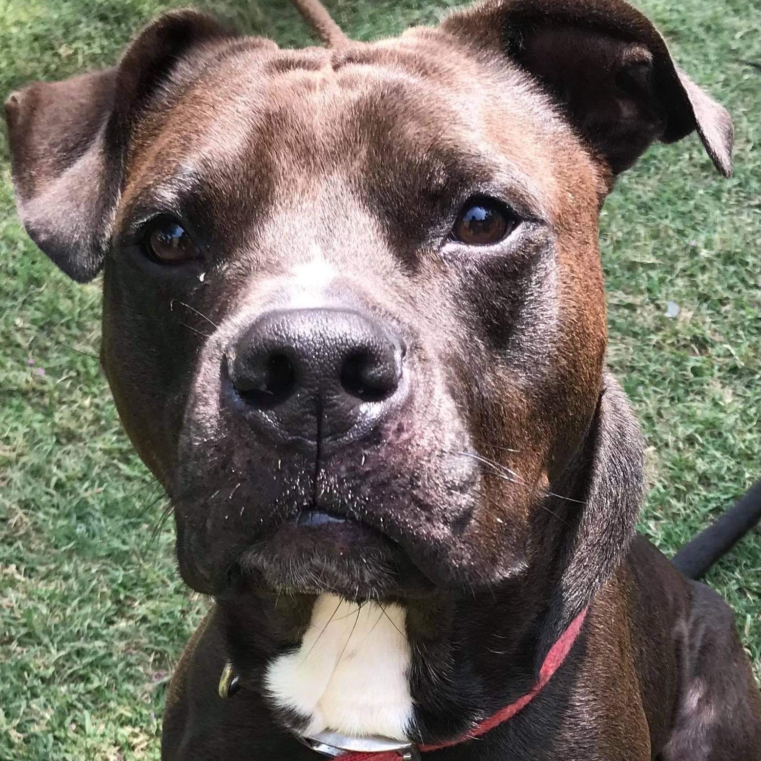 Enlarge Loki, a Adoptable mixed breed in New Kent, VA image 5/6