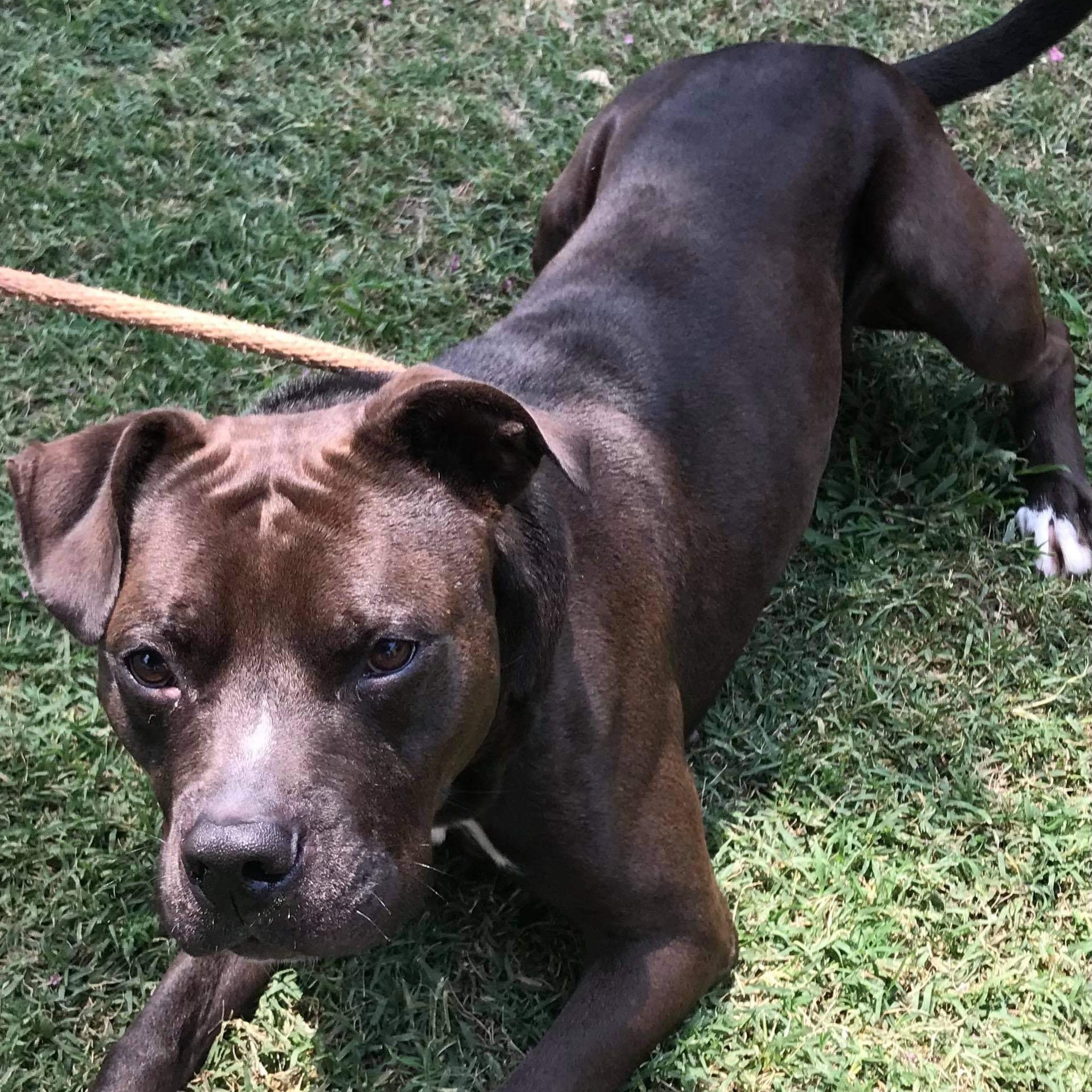 Enlarge Loki, a Adoptable mixed breed in New Kent, VA image 2/6