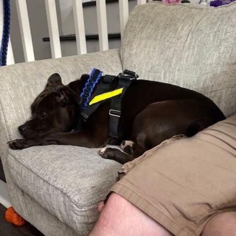 Enlarge Loki, a Adoptable mixed breed in New Kent, VA image 6/6