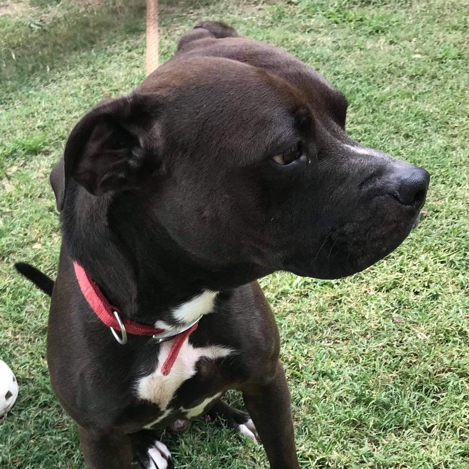 Enlarge Loki, a Adoptable mixed breed in New Kent, VA image 3/6