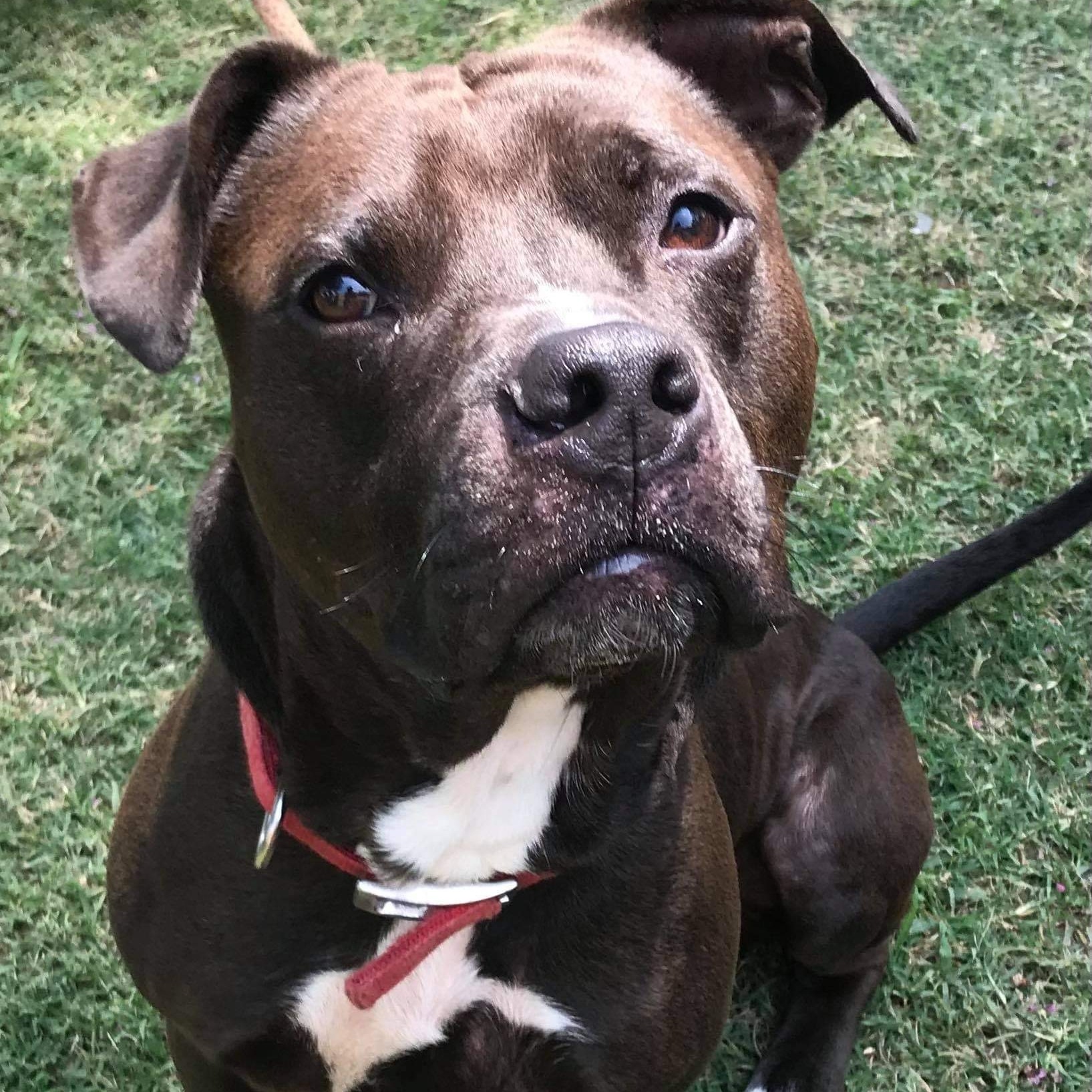 Enlarge Loki, a Adoptable mixed breed in New Kent, VA image 1/6