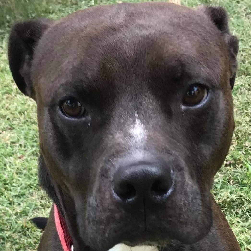 Enlarge Loki, a Adoptable mixed breed in New Kent, VA image 4/6
