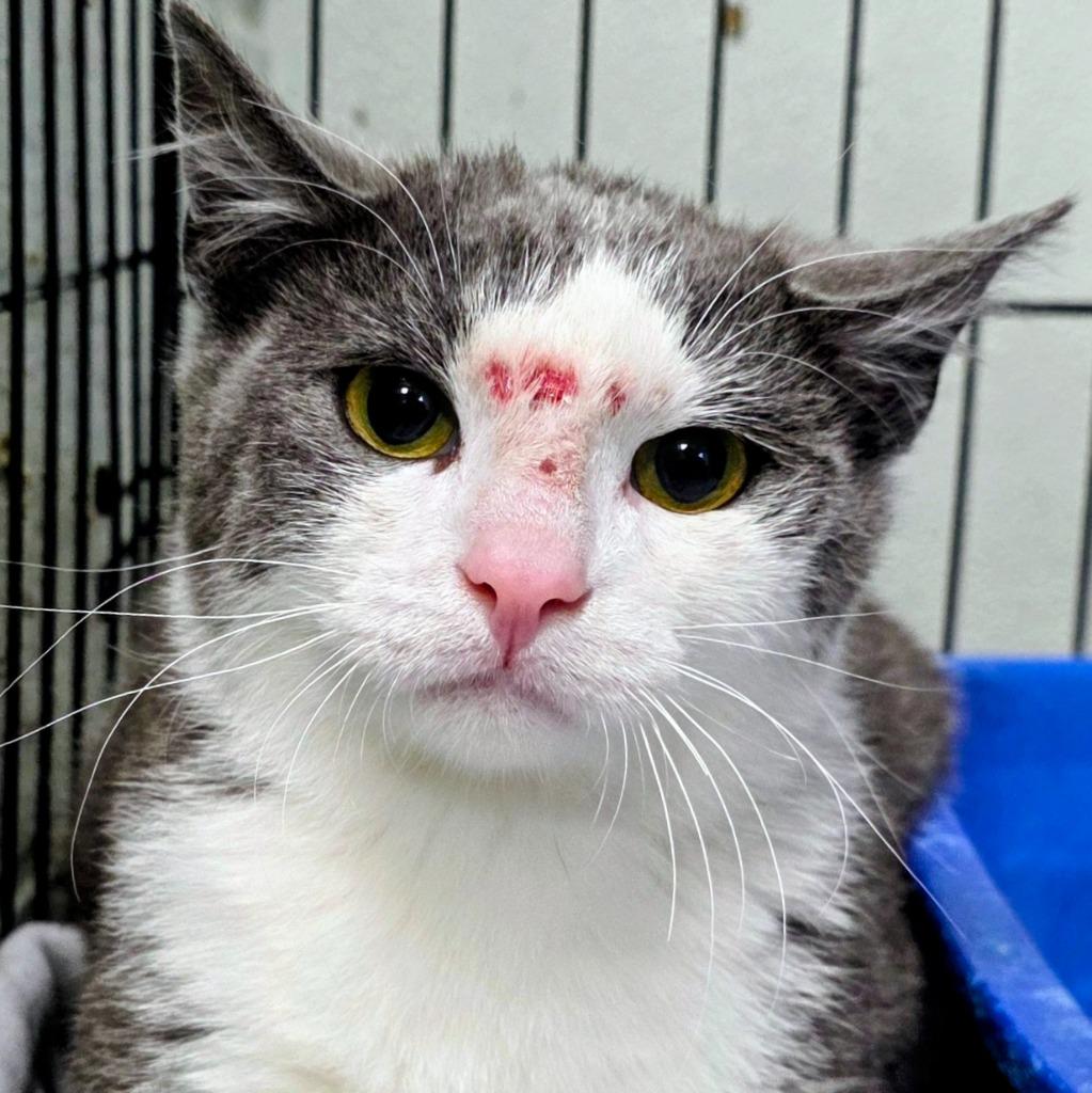 Enlarge Tom, a Adoptable mixed breed in New Manchester, WV image 1/1