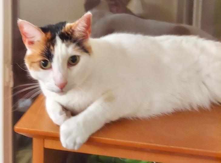 At Risk Of Euthanasia! thumbnail 4