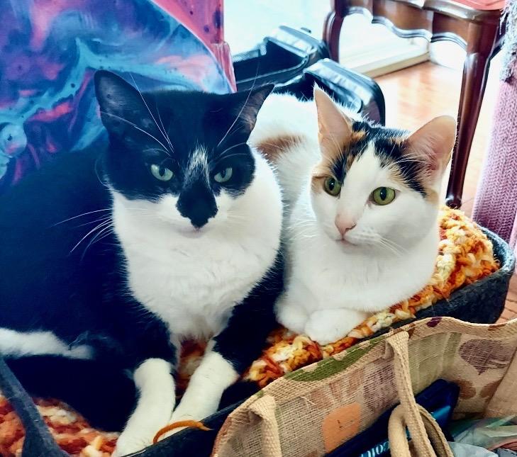 AT RISK OF EUTHANASIA! PEBBLES AND JAX