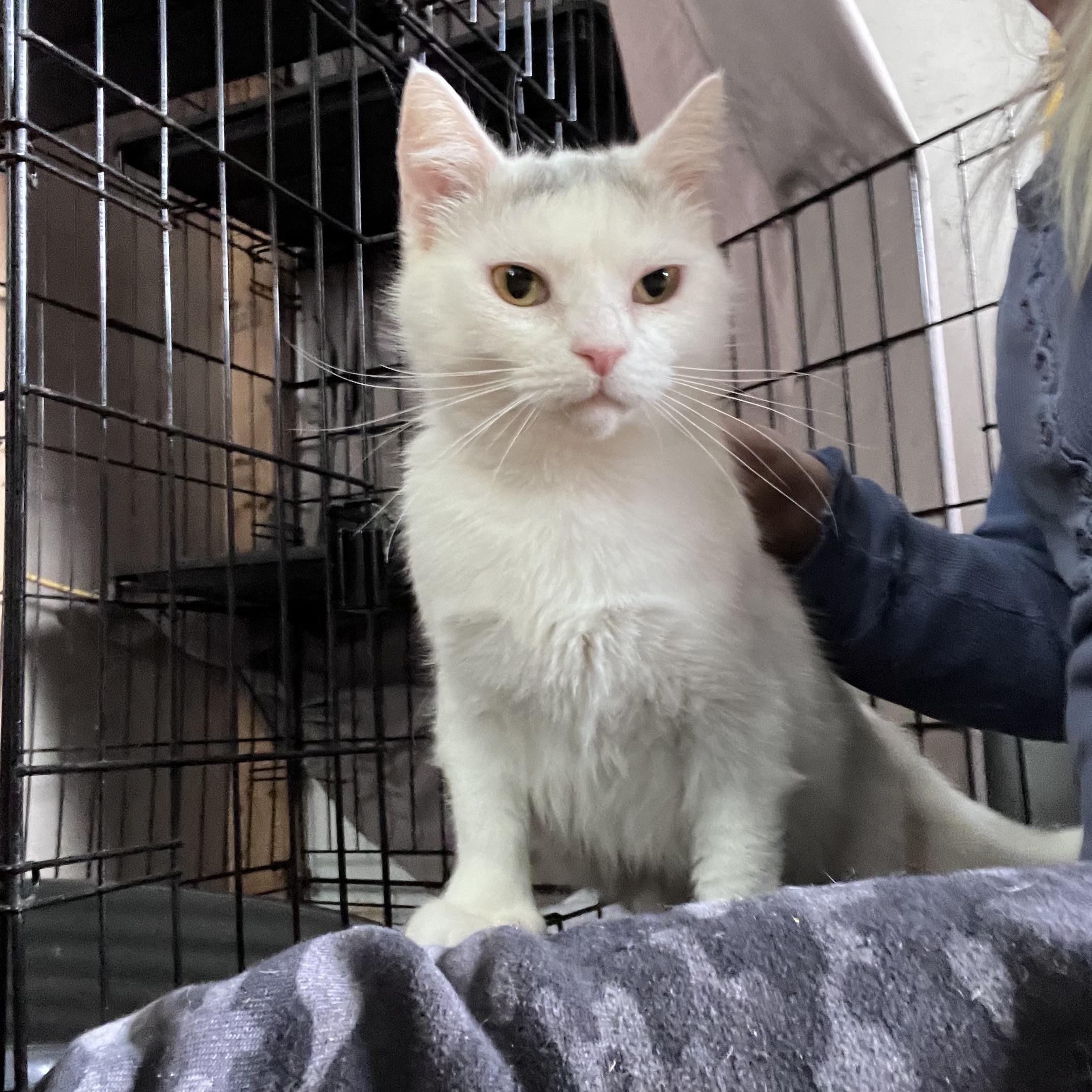 Pearl, ADOPTABLE, Young Female Turkish Angora.