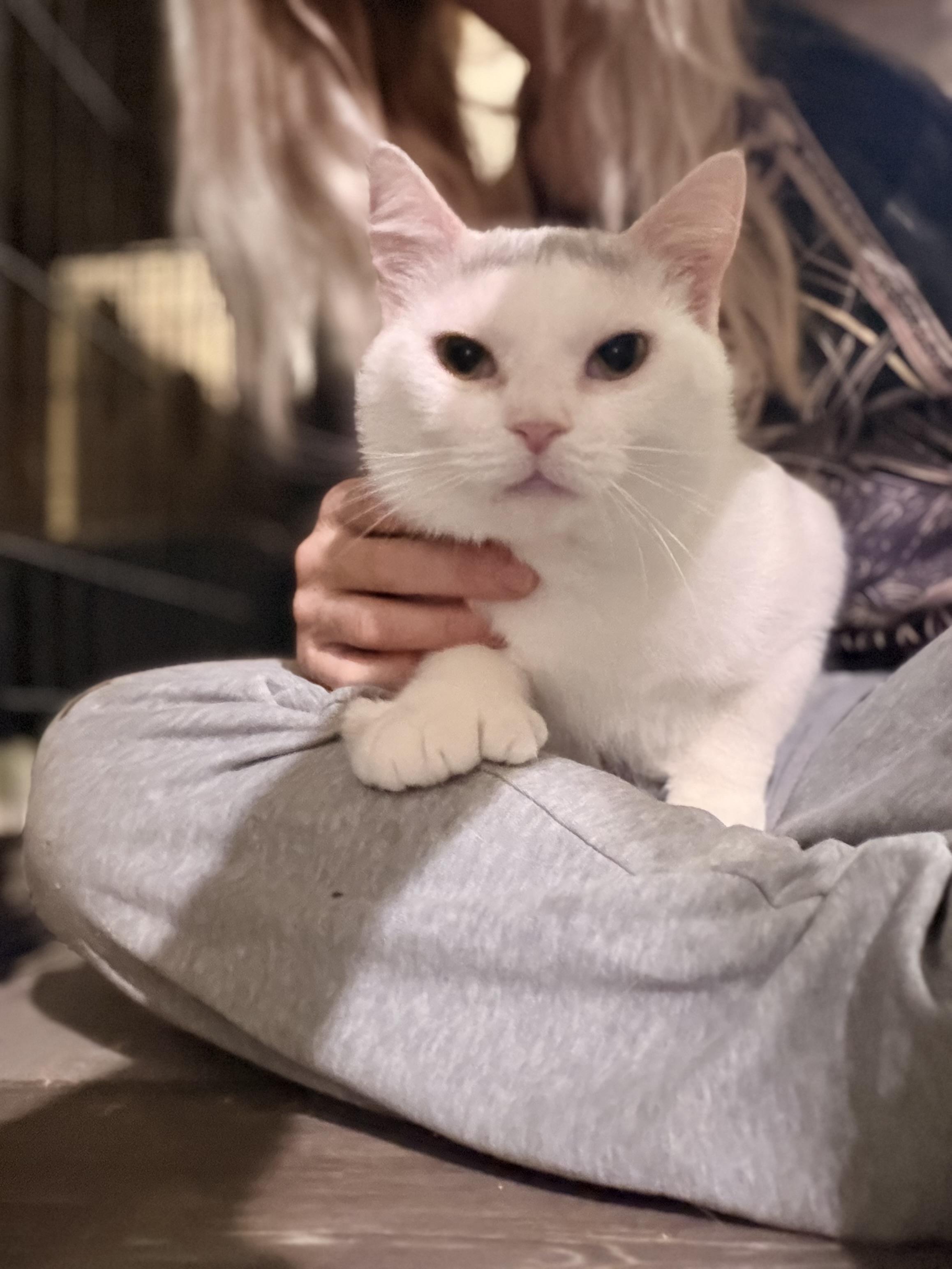 Pearl, ADOPTABLE, Young Female Turkish Angora.