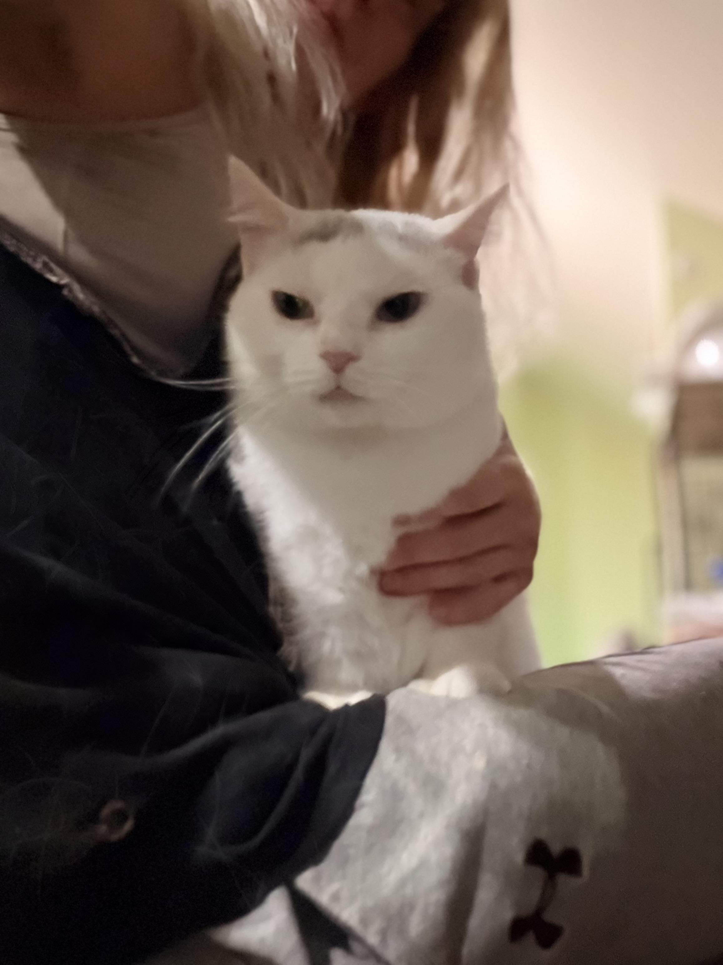 Pearl, a ADOPTABLE Turkish Angora in Newark valley, NY image 5/5