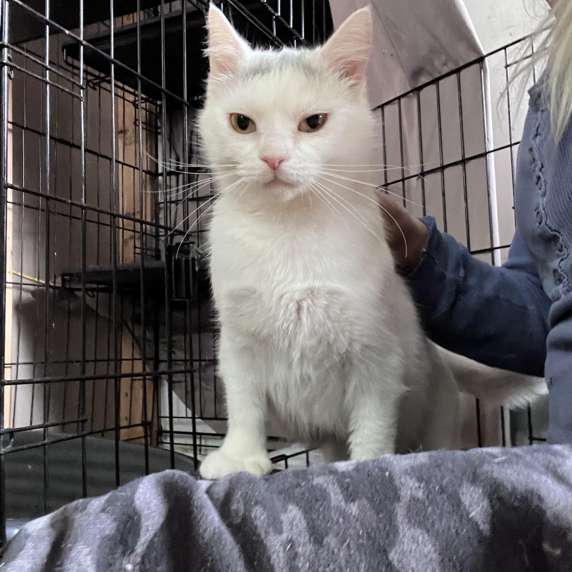 Enlarge Pearl, a ADOPTABLE Turkish Angora in Newark valley, NY image 5/5