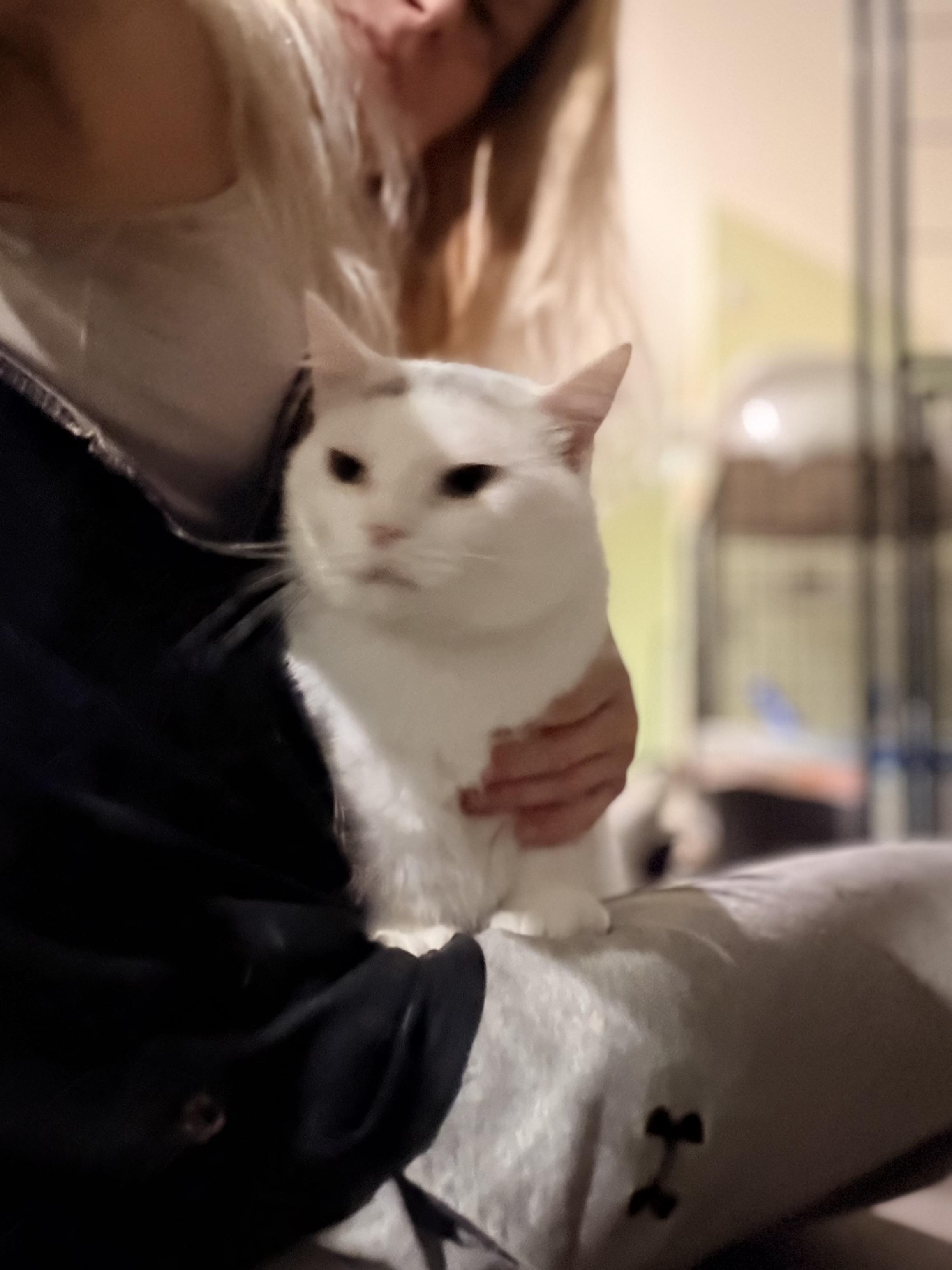 Pearl, a ADOPTABLE Turkish Angora in Newark valley, NY image 3/5