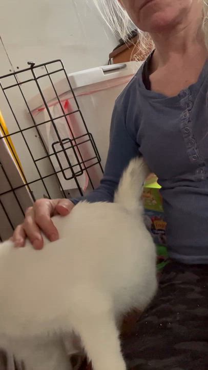 Enlarge Pearl, a ADOPTABLE Turkish Angora in Newark valley, NY video 3/5