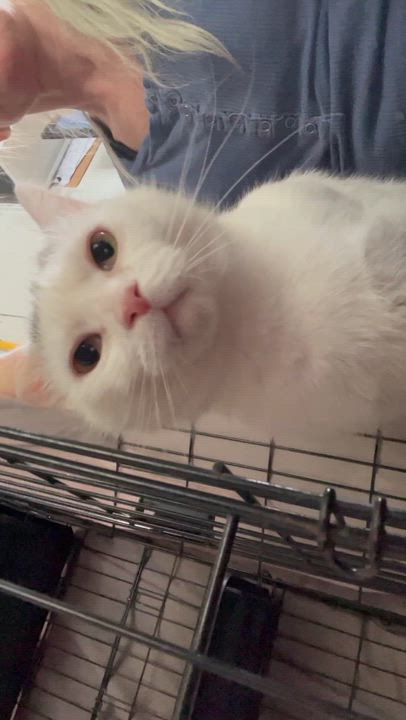 Enlarge Pearl, a ADOPTABLE Turkish Angora in Newark valley, NY video 2/5