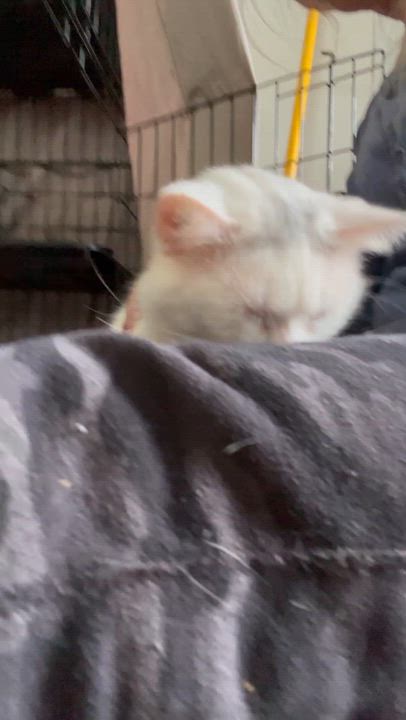 Enlarge Pearl, a ADOPTABLE Turkish Angora in Newark valley, NY video 4/5