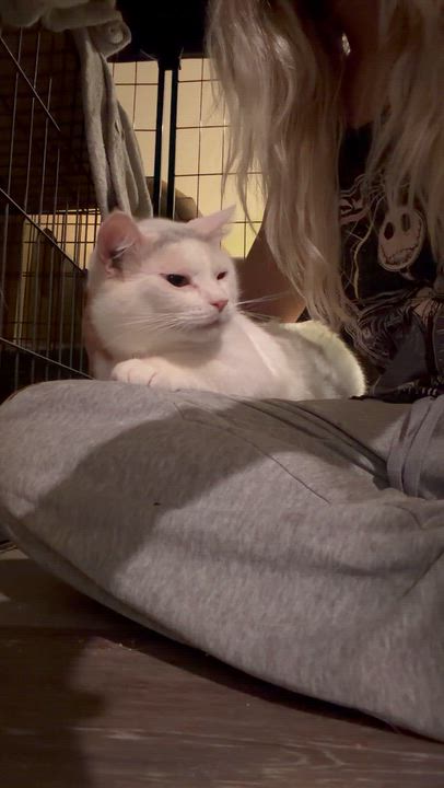 Enlarge Pearl, a ADOPTABLE Turkish Angora in Newark valley, NY video 2/5