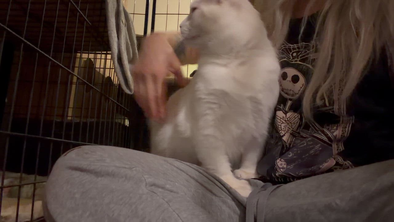 Enlarge Pearl, a ADOPTABLE Turkish Angora in Newark valley, NY video 4/5