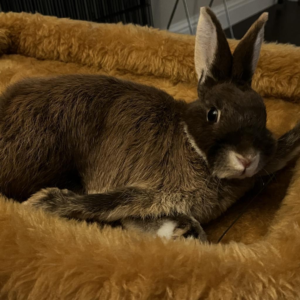 Papillon, Adoptable, Adult Female Netherland Dwarf.