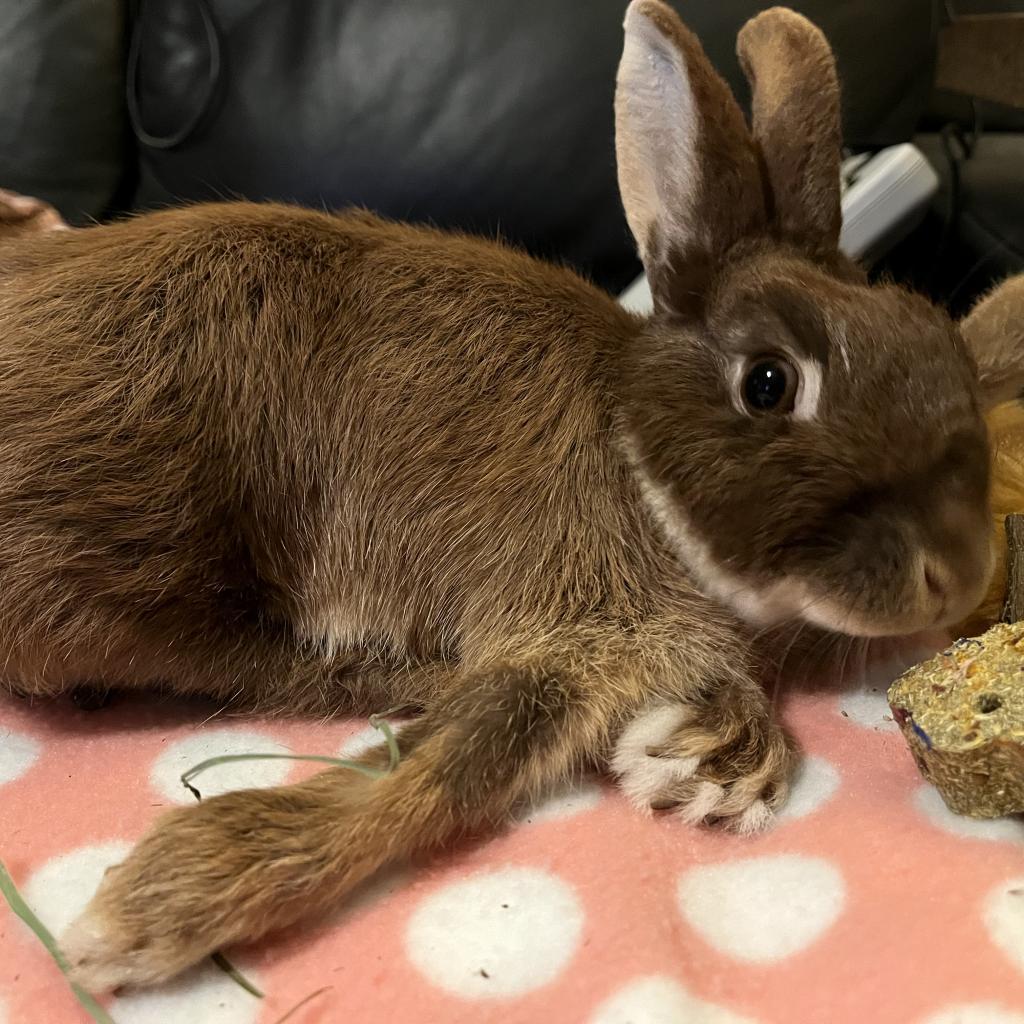 Enlarge Papillon, a Adoptable Netherland Dwarf in Napa, CA image 4/6