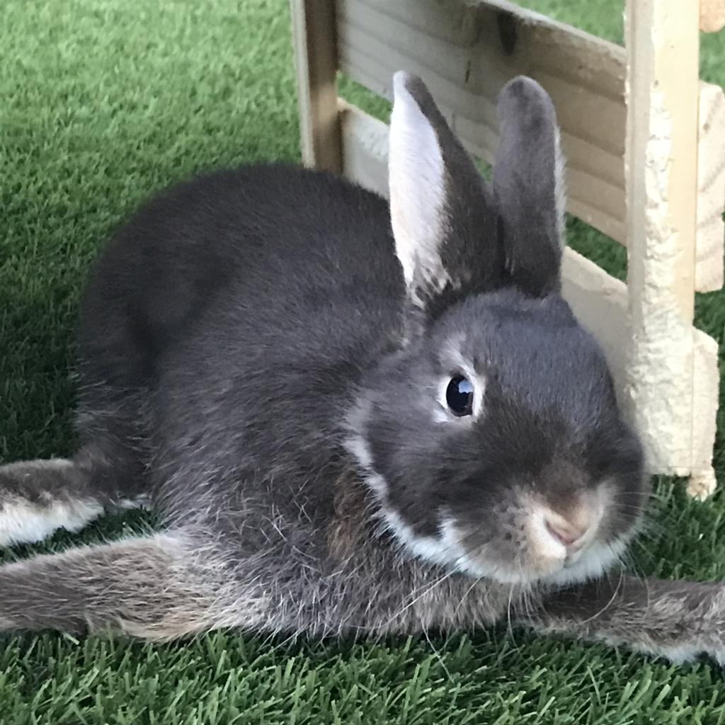 Enlarge Papillon, a Adoptable Netherland Dwarf in Napa, CA image 4/6