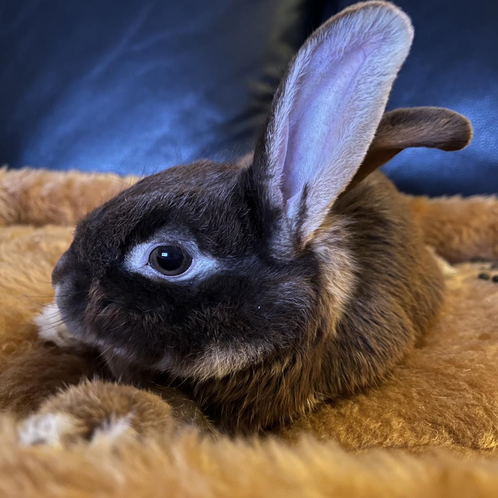 Enlarge Papillon, a Adoptable Netherland Dwarf in Napa, CA image 5/6
