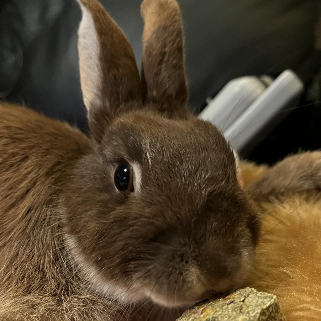 Enlarge Papillon, a Adoptable Netherland Dwarf in Napa, CA image 6/6