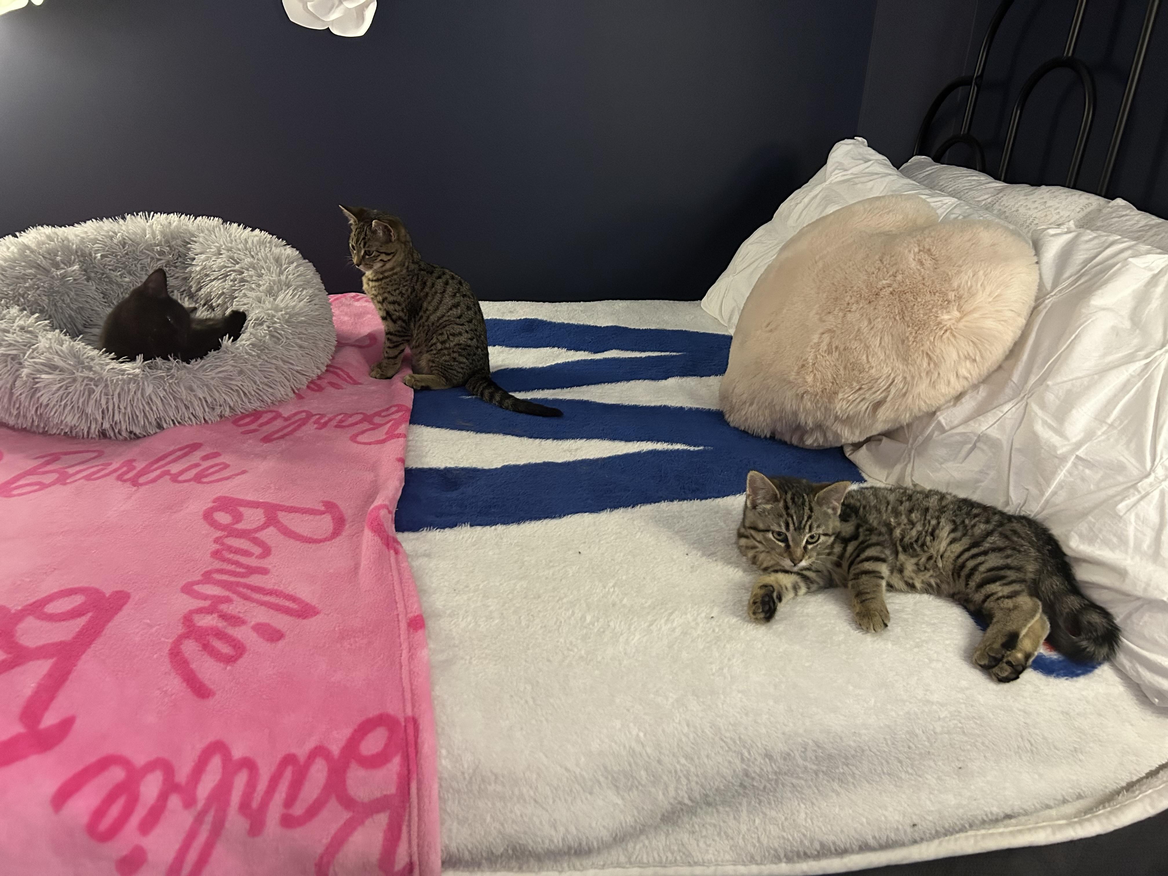 Enlarge Nemesis, a Adoptable Tabby in Chicago, IL image 4/6