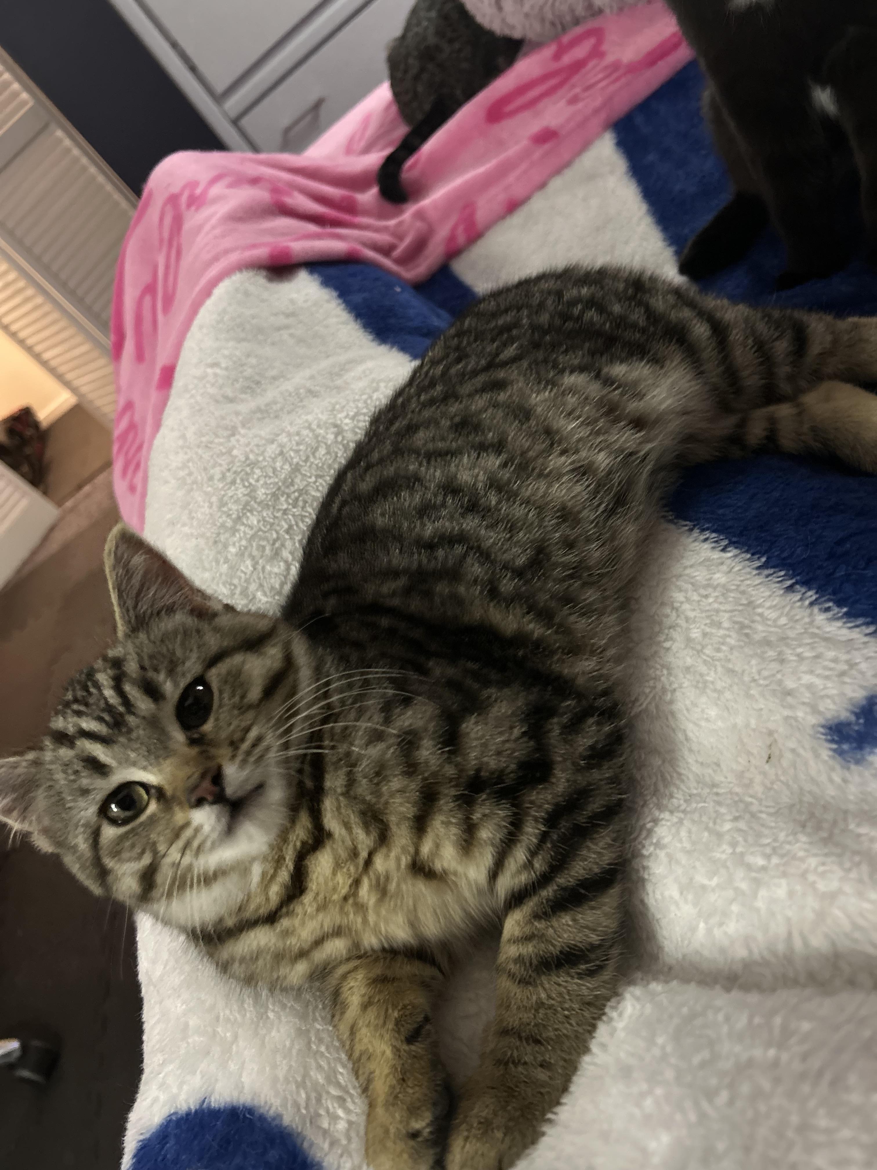 Enlarge Nemesis, a Adoptable Tabby in Chicago, IL image 3/6