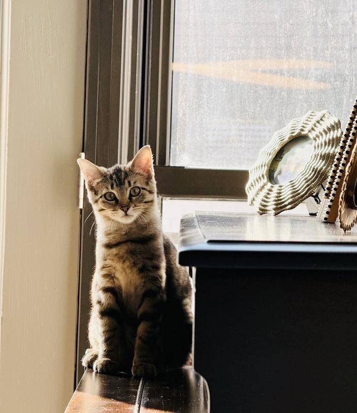 Enlarge Nemesis, a Adoptable Tabby in Chicago, IL image 5/6