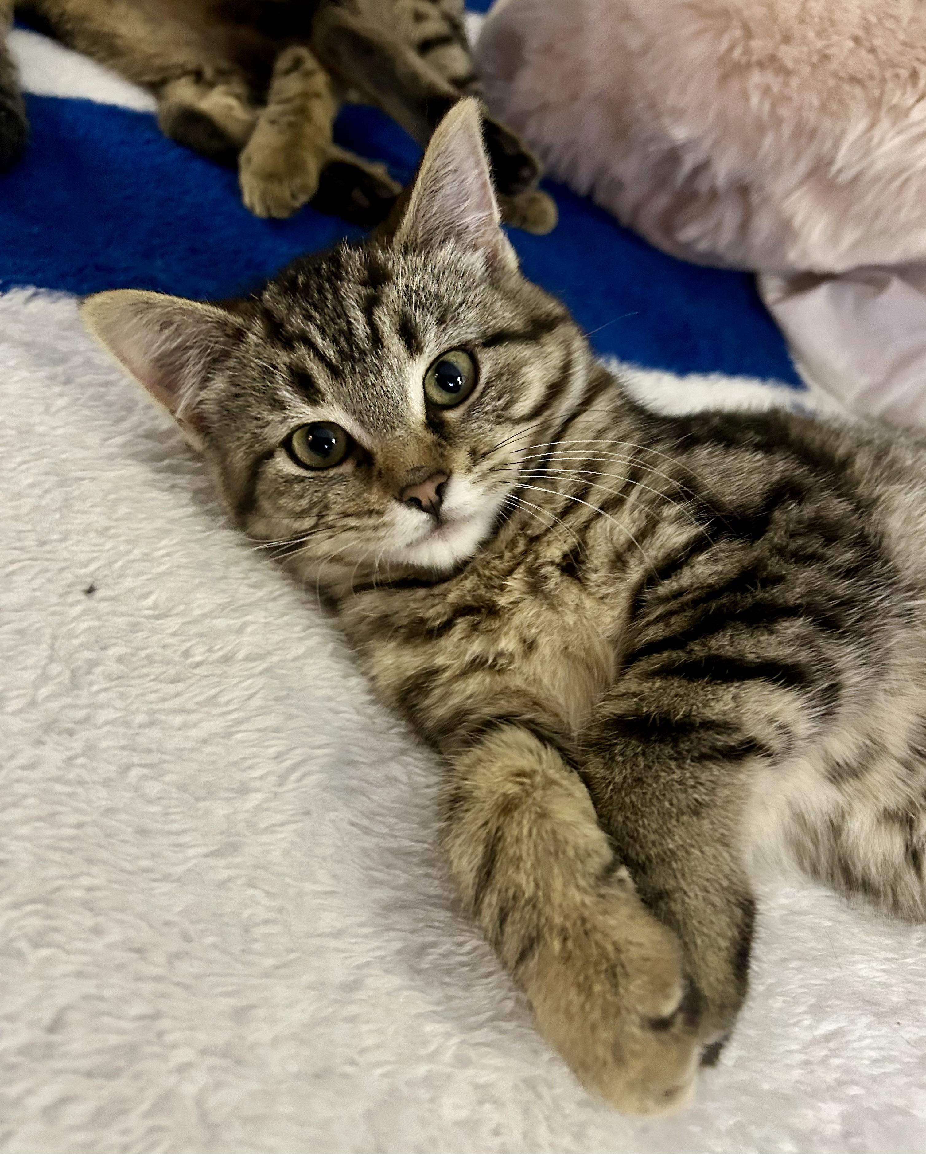 Nemesis, Adoptable, Young Female Tabby.