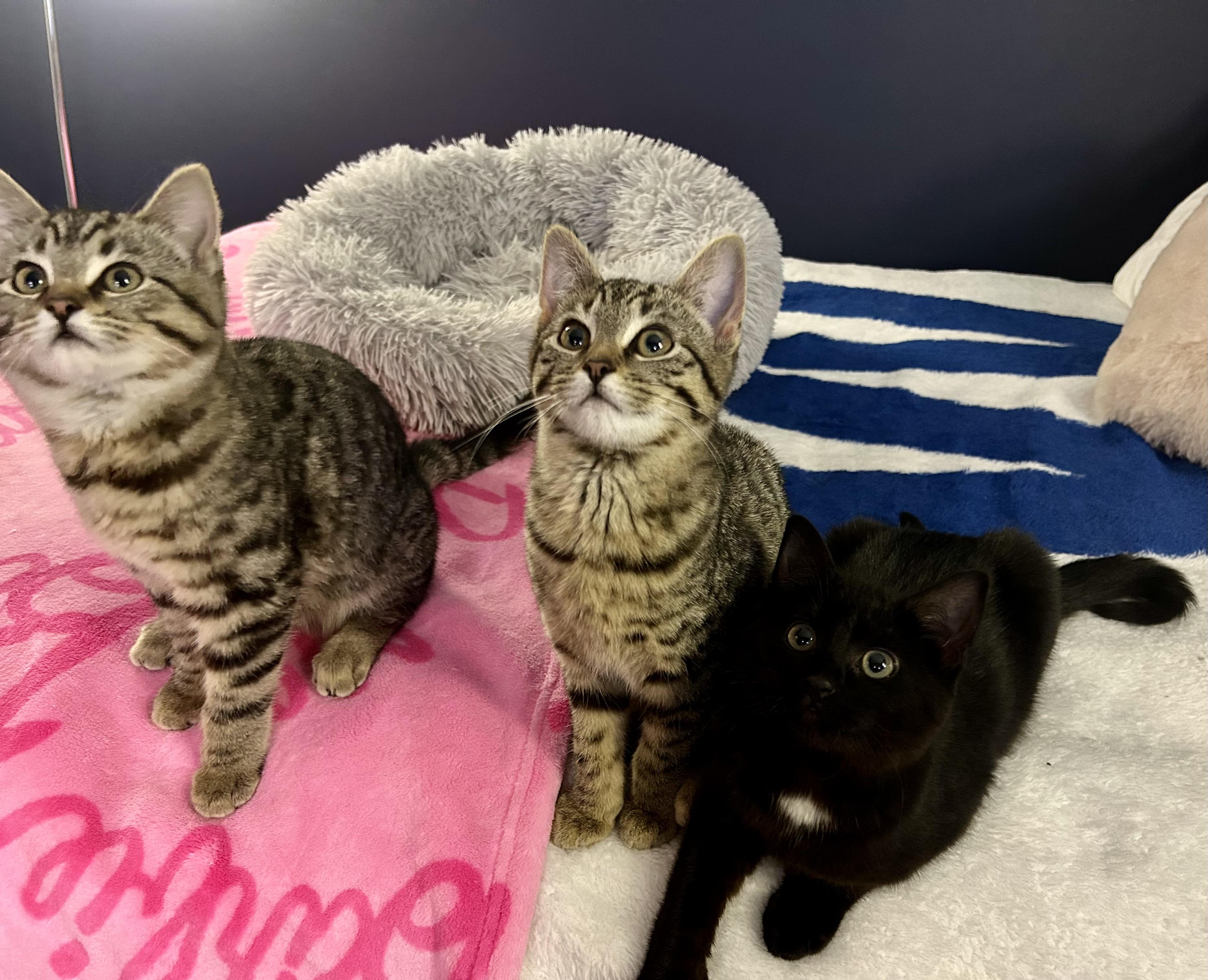 Enlarge Nemesis, a Adoptable Tabby in Chicago, IL image 2/6