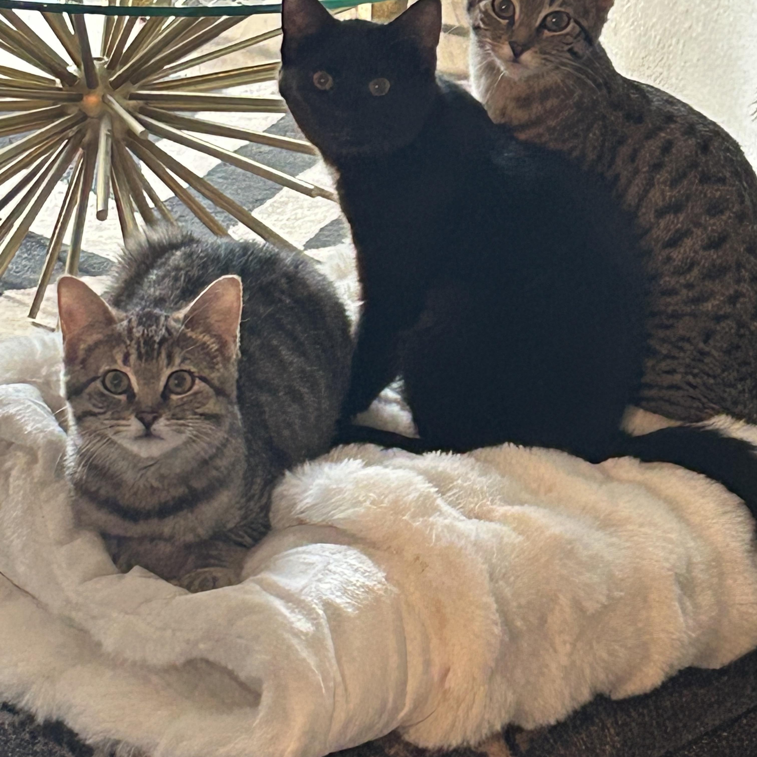 Enlarge Nemesis, a Adoptable Tabby in Chicago, IL image 6/6