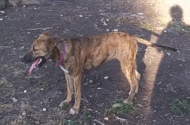 Kasie, an adoptable Shepherd, Catahoula Leopard Dog in Floresville, TX, 78114 | Photo Image 1