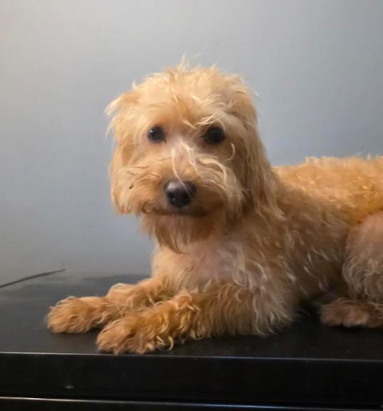 Scooby, Adoptable, Young Male Goldendoodle & Miniature Poodle.