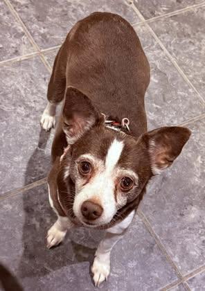 Enlarge LuLu (Chihuahua Mix), a Adoptable mixed breed in Watertown, WI image 6/6