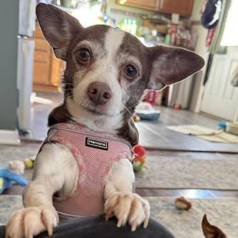 LuLu (Chihuahua Mix)