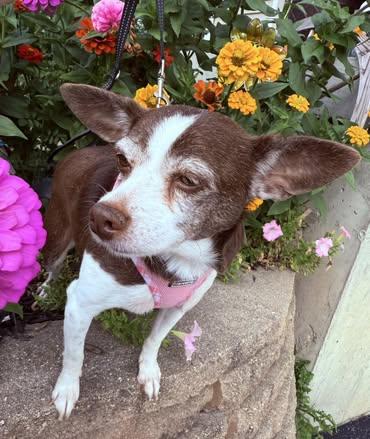 LuLu (Chihuahua Mix)