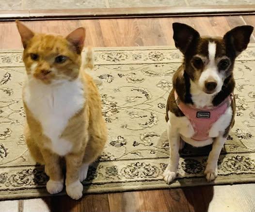 LuLu (Chihuahua Mix)