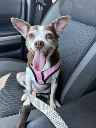 LuLu (Chihuahua Mix)